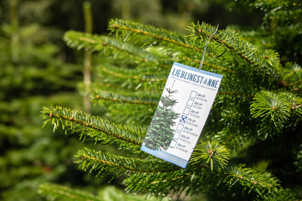 A fir tree with a label indicating its height